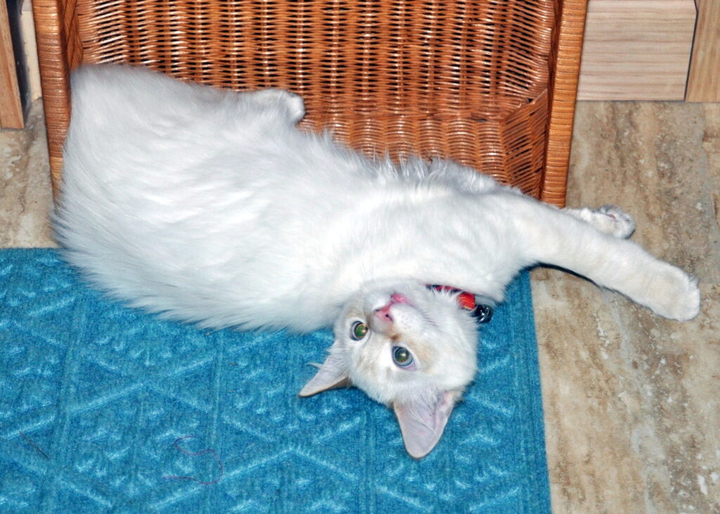 cat half in a basket on the floor