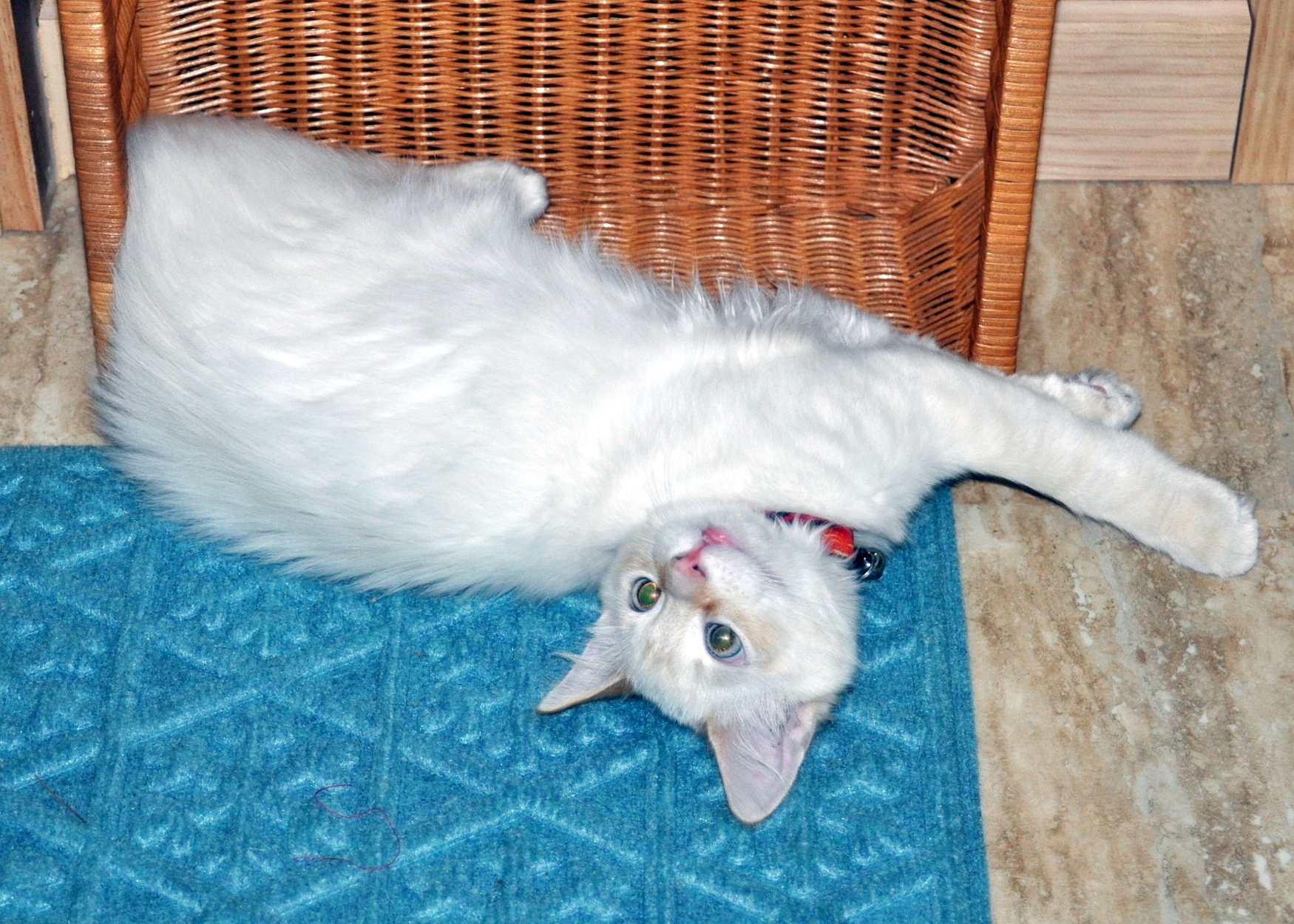 DSC_0903 cat half in a basket on the floor