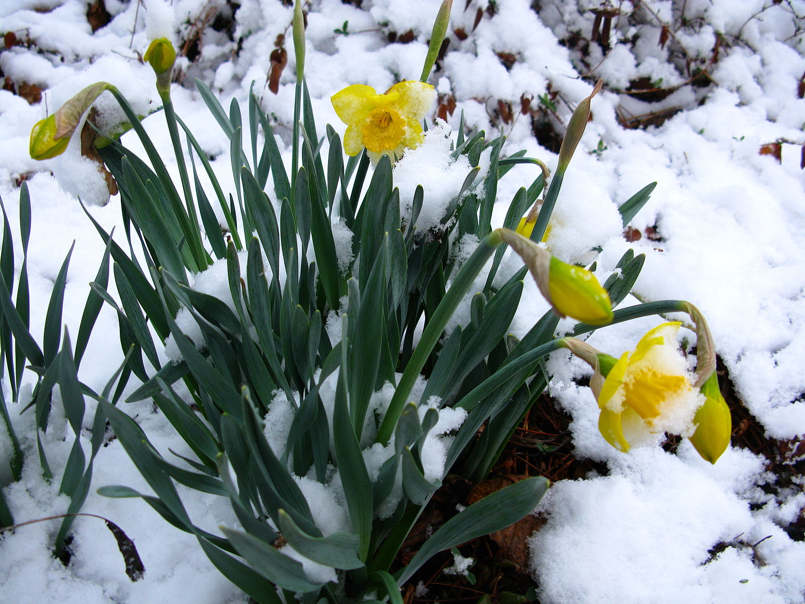 Spring-snow-flowers-daffodil1_-_West_Virginia_-_ForestWander Spring-snow-flowers-daffodil1_-_West_Virginia_-_ForestWander